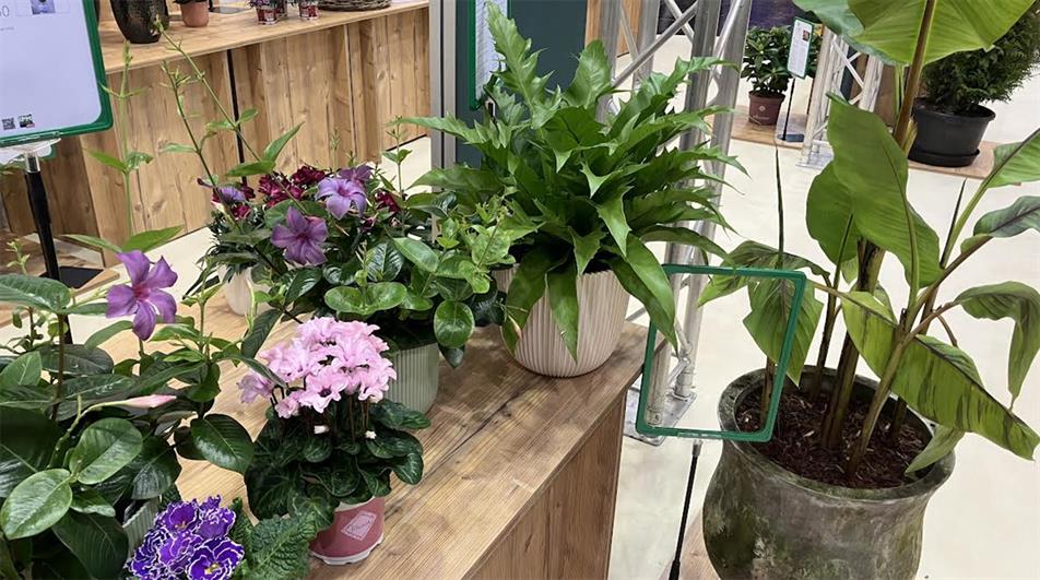 Best new plants at IPM Essen